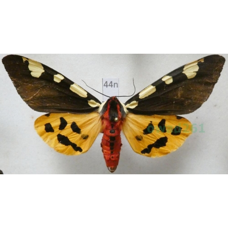 Arctia matronula (Linnaeus, 1758) male Niedźwiedziówka krasa Poland 81mm44n